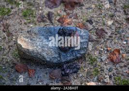 Image result for marten poop
