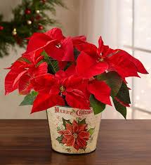 Christmas Poinsettia Plants Bring Festive Charm To Every Home For The Holidays And Make Great Christmas Flowers Christmas Floral Arrangements Christmas Plants