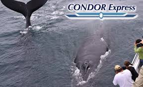 Kayaking, surfing, wine tasting tours, bike tours, day trips. Condor Express Whale Watching Santa Barbara Passport Magazine