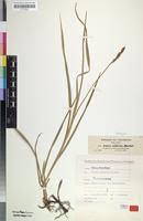 Image result for Carex conferta