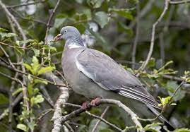 All About Wood Pigeon And Why It S Such A Successful Bird