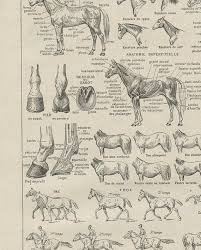 Horse Poster 1908 Vintage Horse Art Horse Print Old Horse Gift Etsy Horse Posters Horse Art Vintage Horse