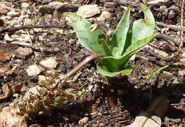 Image result for Ledebouria luteola