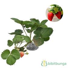 Yuk beli bibitnya dan selamat berkebun. 6 Jenis Tanaman Buah Dalam Pot Yang Cepat Berbuah Bibitbunga Com