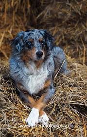Australian Shepherd Australian Shepherd Dogs Australian Shepherd Aussie Dogs