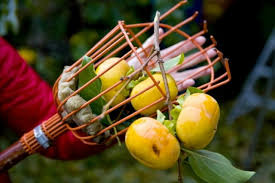 Portland project forages for urban edibles so they don't go to waste