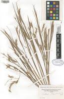 Image result for Andropogon fastigiatus