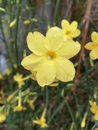 Image result for Jasminum nudiflorum