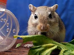 Congratulations on your newest family member! Facts About Small Mammals As Pets Petfinder