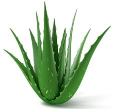 Prickly pear cactus health benefits1. The Difference Between Aloe Vera And Cactus Hinative