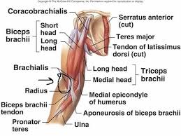 Image Result For Coracobrachialis Action Muscle Anatomy Biceps Brachii Muscle