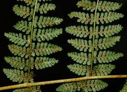 Image result for Dennstaedtiaceae