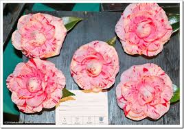 No meeting scheduled more information: Camellias In Sacramento