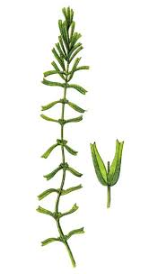 Image result for Callitriche