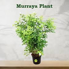Image result for Murraya paniculata