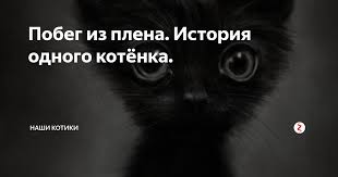 pobeg iz plena istoriya odnogo kotyonka kotyata koshki istoriya