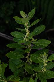 Image result for Clutia swynnertonii