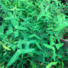 Mariposa christia vespertillonis asal : Pokok Daun Rama Rama Shopee Malaysia