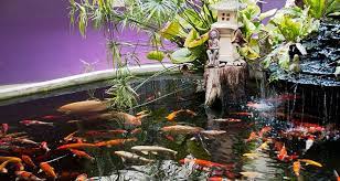 Using feng shui rules and principles to design a koi fish pond ensures your. Koi Ponds Add Natural Charm And Beauty To Homes