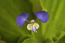 Image result for Commelina petersii