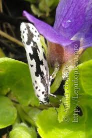 Image result for Ethmia dodecea