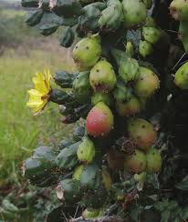 Image result for Opuntia monacantha