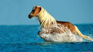 Image result for animal hd pics