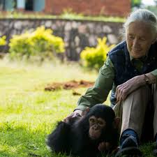 Meet jane goodall, the famous primatologist and anthropologist who studies chimps in the wild, and is an advocate of ecological preservation. The Woman Who Redefined Man Jane Goodall S Life Of Activism Continues