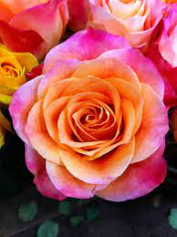G Page Flowers Timeline Photos Facebook Jardim De Rosas Roseiras Rosas