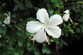 Hibiscus Rosa Sinensis Dainty White Plants Hibiscus Plant Hibiscus Rosa Sinensis