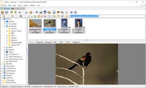 Xnview is a free software for windows that allows you to view, resize and edit your photos. 25 Best Free Nef Viewer Software For Windows