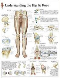 Understanding The Hip Knee Chart Wall Chart