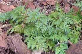 Image result for Selaginella vogelii