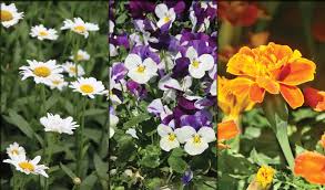 Among the diferent proyects in the farm we grow edible flowers, seasonal vegetables, medicinal and gourmet mushrooms, we have chickens, turkeys and we are located near nextipac, a rural town near the forest of la primavera and only 30 minutes away from the colonial city of guadalajara, that. How To Pick Edible Flowers Farm And Dairy
