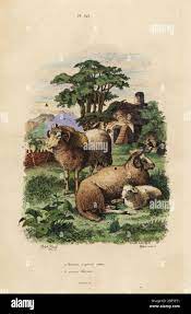 Mouton a grosse queue hi-res stock photography and images - Alamy