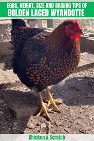 This chicken breed is docile and hens are devoted mothers. Golden Laced Wyandotte Eggs Height Size And Raising Tips
