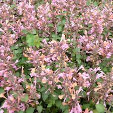 Agastache 'kudos ambrosia' creamy coconut, pale orange and light rose pink spikes have a charming, airy appearance. Agastache Kudos Ambrosia Stauden Pflanzen Kaufen Online Matelma Com