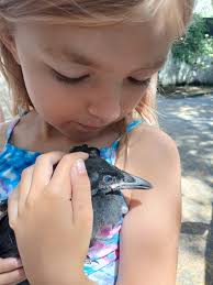 Rescuing a baby crow with a broken leg and teaching kids about animal care