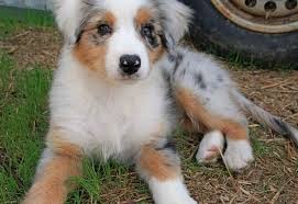 Australian Shepherd Golden Retriever Mix Adoption Golden Retriever Mix Puppies Australian Shepherd Retriever Mix