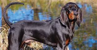 American Black And Tan Coonhound Rescue 5 Best Dog Harnesses For Black And Tan Coonhounds Reviews Updated 2020 In 2020 Dog Breeds Coonhound Dog Harness