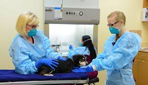 For dog owners who are considering undertaking other (much preferred) chemotherapy treatments for their dog's canine lymphoma care, prednisone treatments are strongly warned against for any significant time prior to the start of those chemotherapy treatments. Lymphoma In Pets Upstate Vet Specialty Veterinary Services