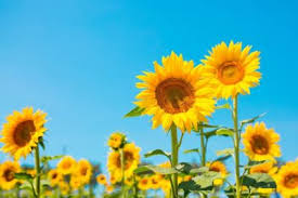 ひまわりの葉っぱが枯れる 黄変する原因は 原因となる環境 病気 害虫について Garden Memo ガーデンメモ