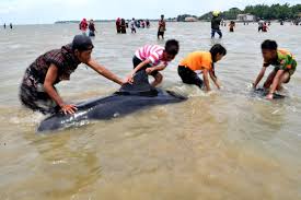 Afrikaans word albanian word arabic word bengali word chinese word croatian word czech word danish word dutch word english word finnish word french word german word greek word hindi word hungarian word icelandic word. Puluhan Ikan Paus Terdampar Di Perairan Madura Republika Online