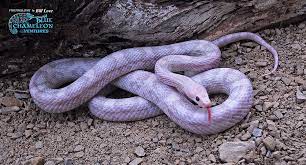 Beautiful Lavender Corn Snake Corn Snake Snake Pet Snake