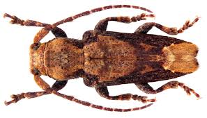 Image result for Cyphia gamopetala