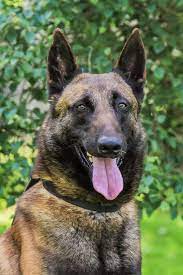 Maybe you would like to learn more about one of these? Vinnie Uk Police Dog Copslang Com Malinois Dog Belgian Malinois Dog Belgian Malinois