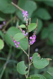 Image result for Polhillides velutina