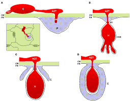 Cellulose is laid down by enzymes to form the primary cell wall. Frontiers The Plant Cell Wall A Dynamic Barrier Against Pathogen Invasion Plant Science