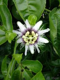 Como polinizar una flor de maracuya! Flor De Maracuya Passion Flower Plants
