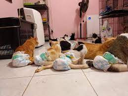 68,325 likes · 13,784 talking about this. S I Home Shelter Home Facebook